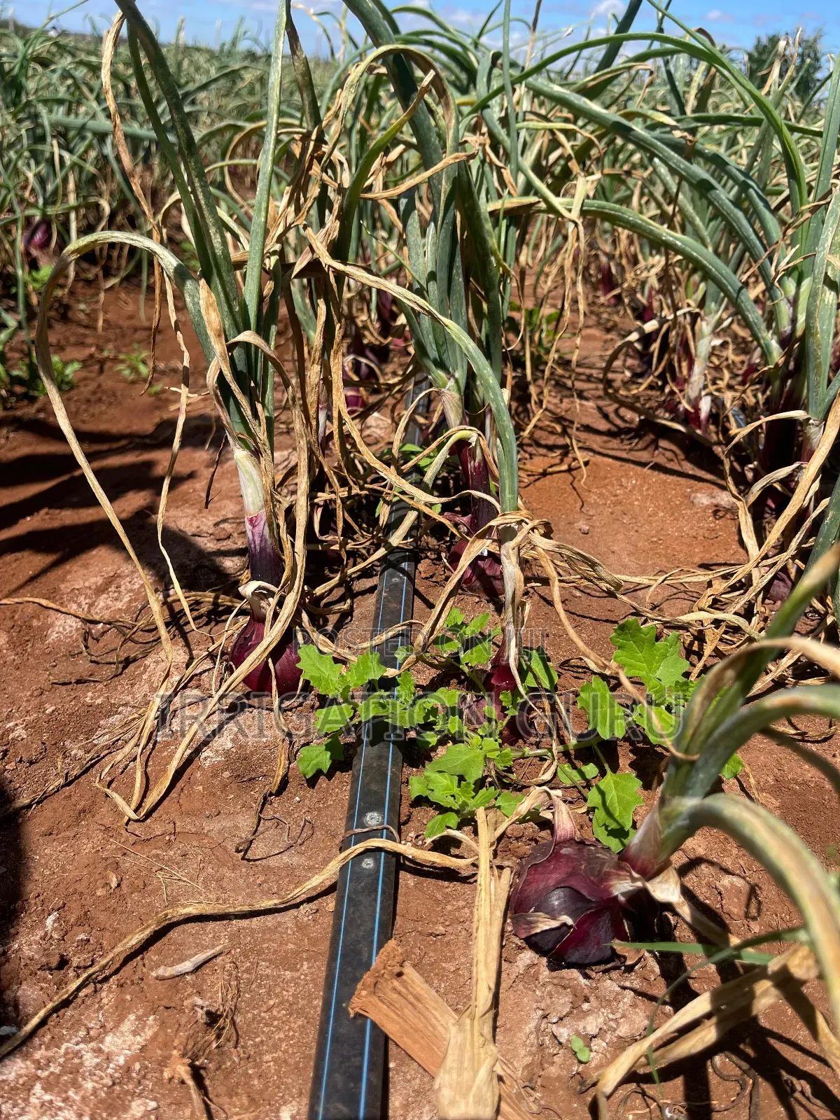 Driplines 0.4mm ,Spacing 10,15,20 and 30cm