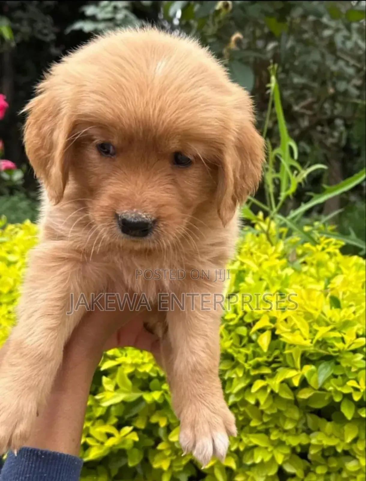 1-3 months Male Purebred Golden Retriever
