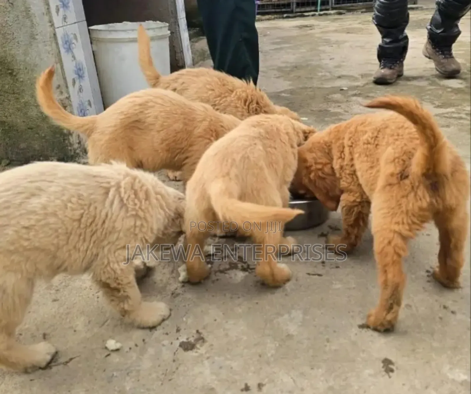 1-3 months Female Purebred Golden Retriever