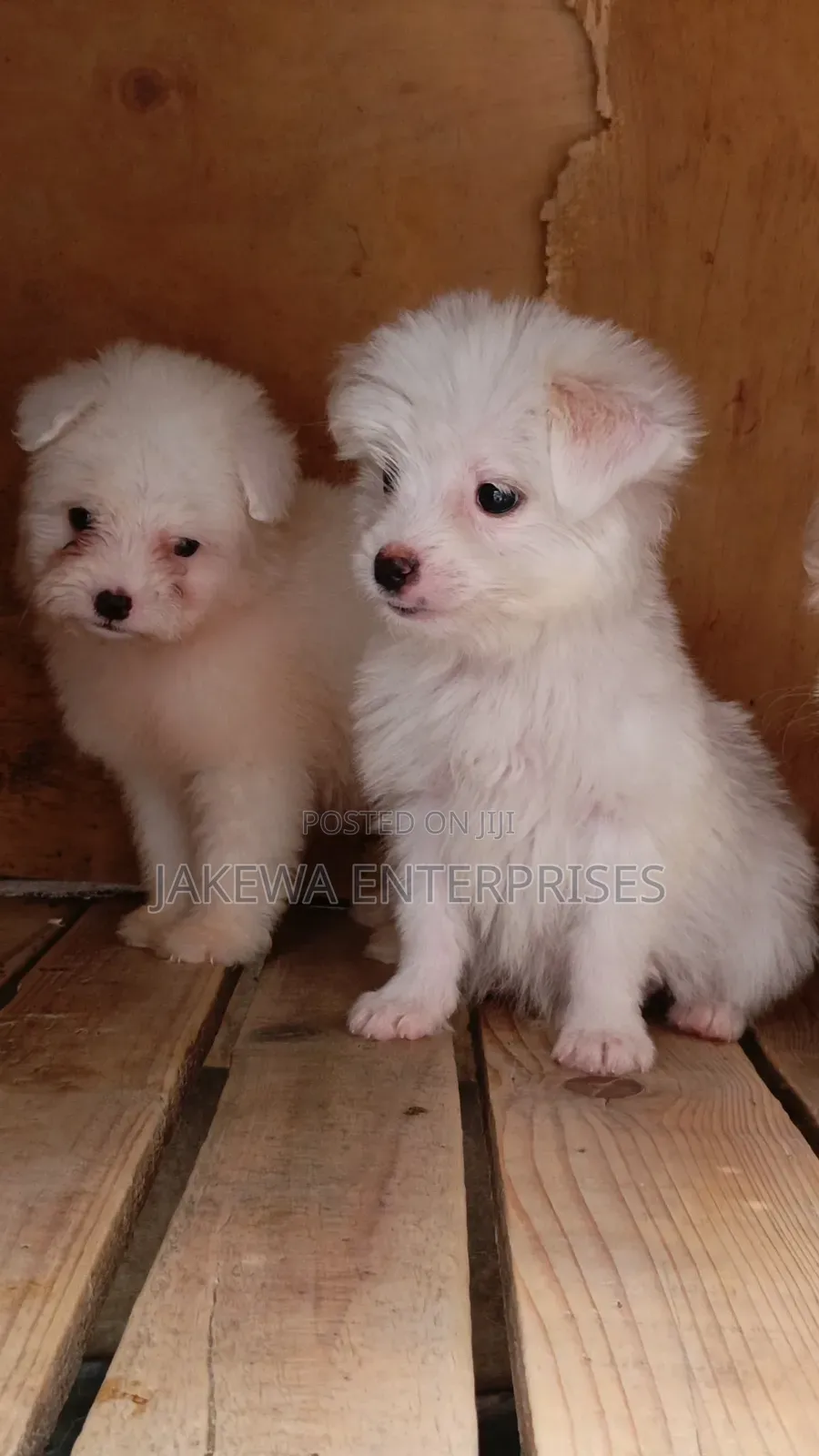 1-3 months Male Purebred Havanese