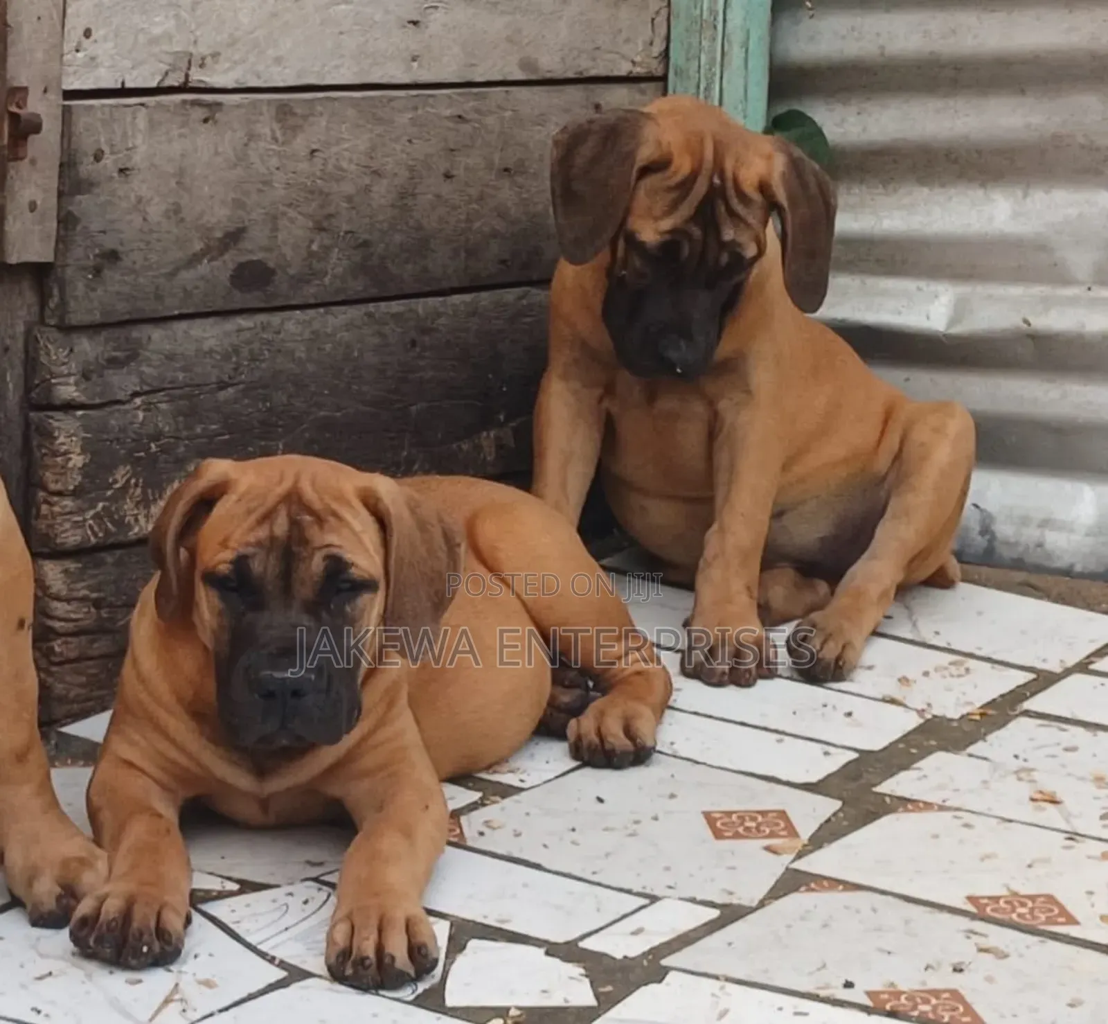 1-3 months Female Purebred Boerboel