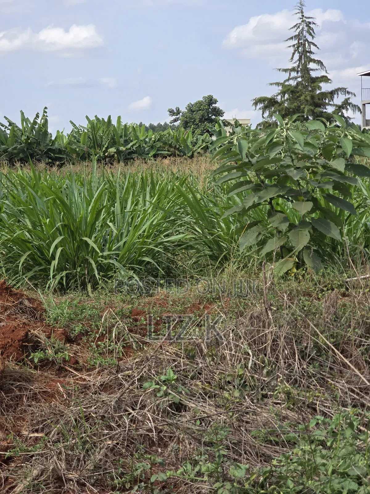 Westwood (Karangaita) 1/2 Acre