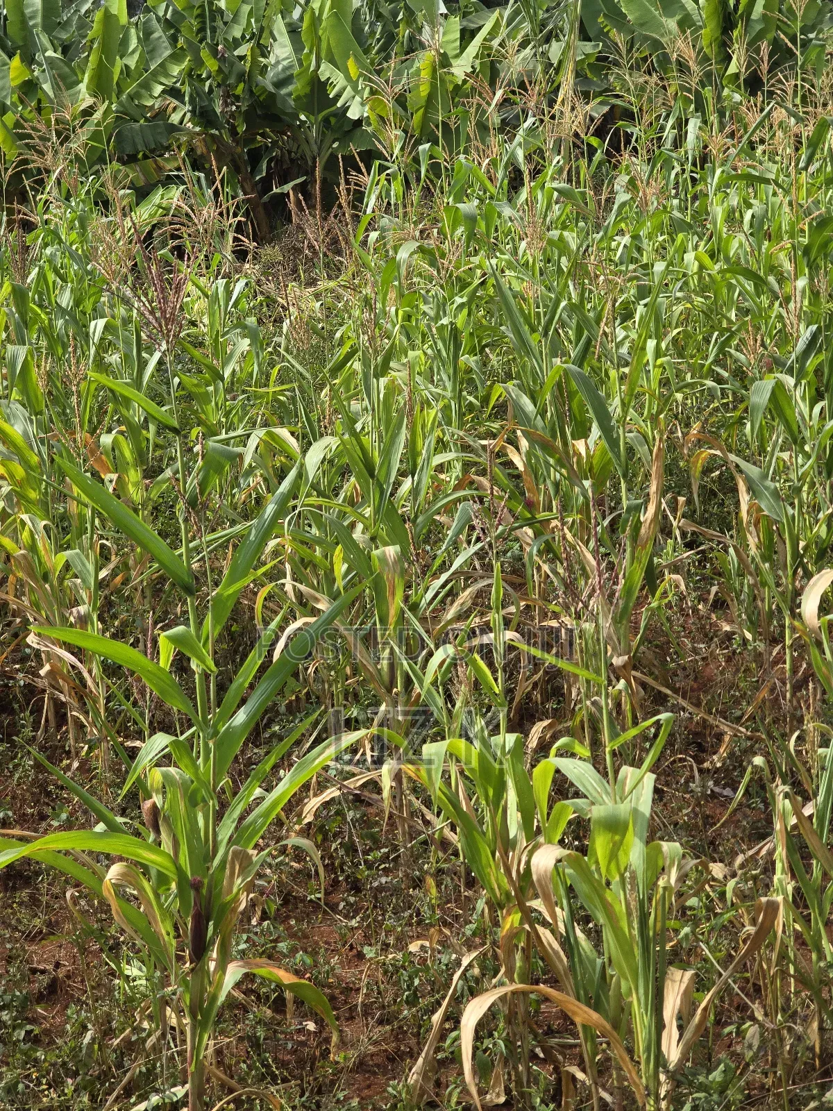 Westwood (Karangaita) 1/2 Acre