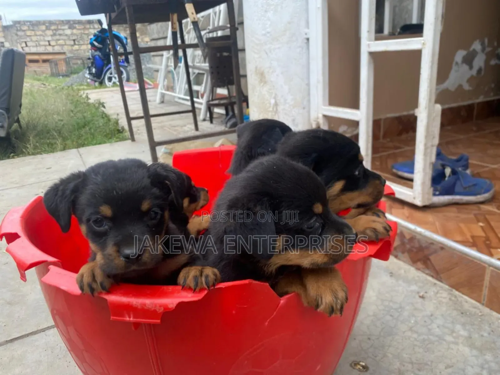 1-3 months Male Purebred Rottweiler