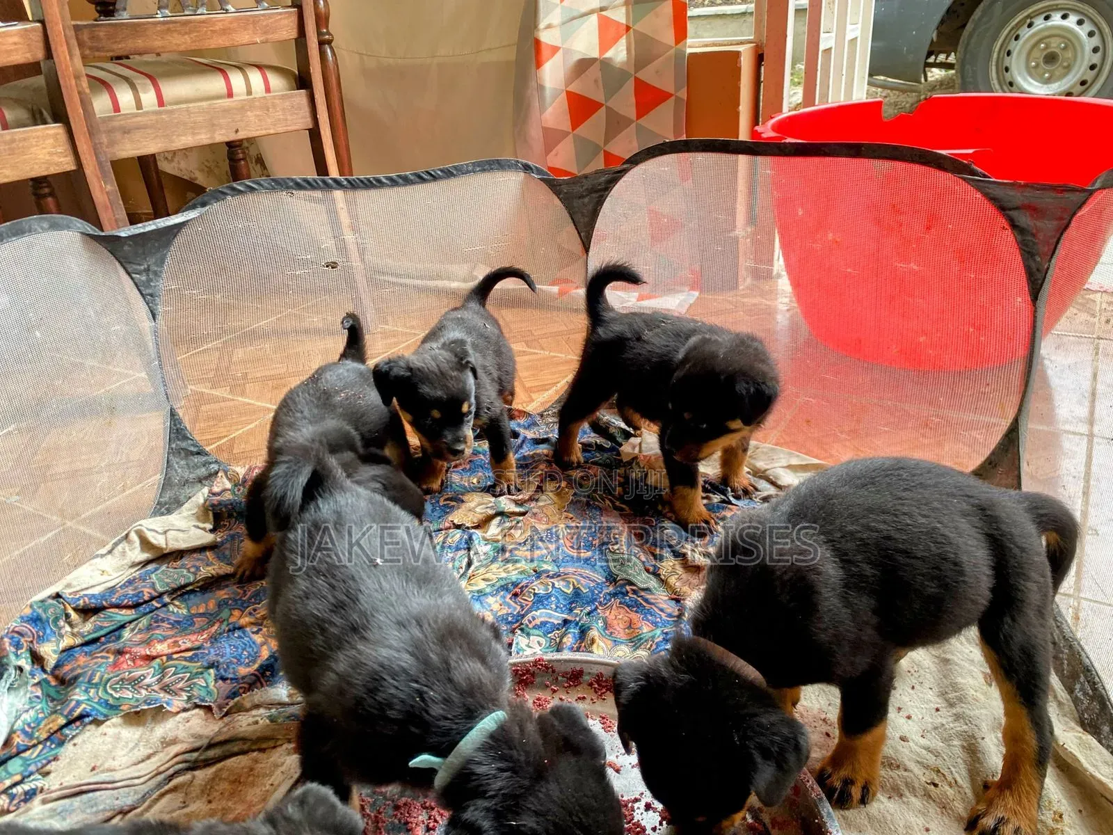 1-3 months Male Purebred Rottweiler