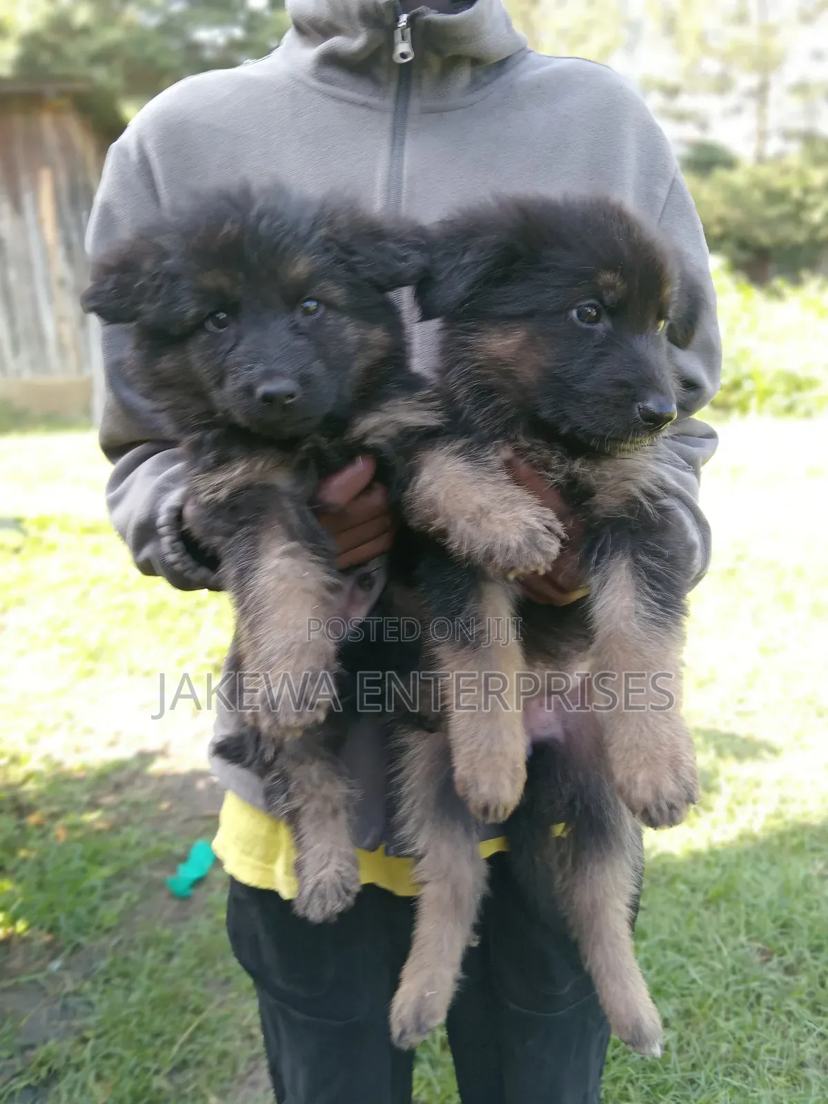 1-3 months Male Purebred German Shepherd