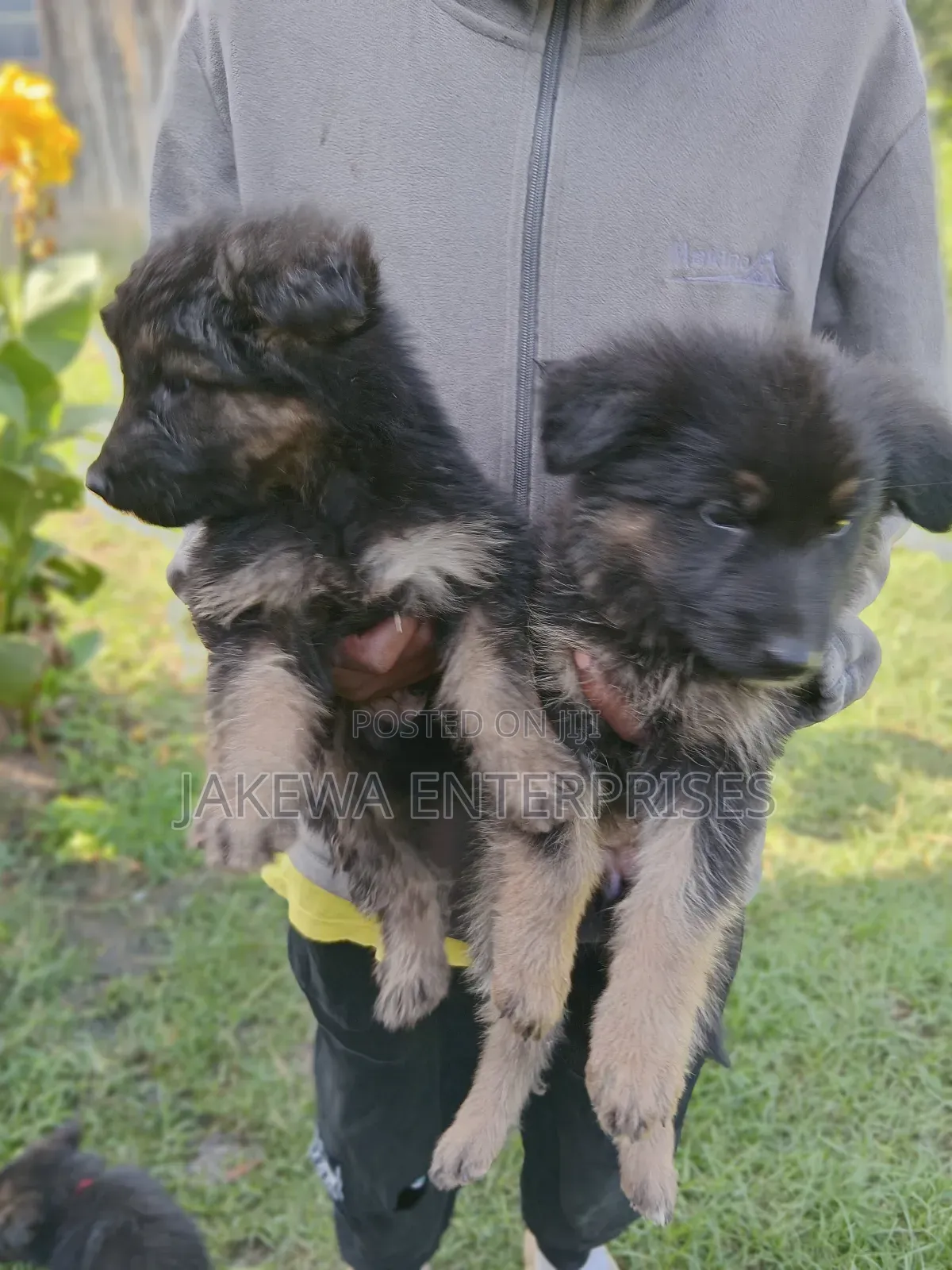 1-3 months Female Purebred German Shepherd