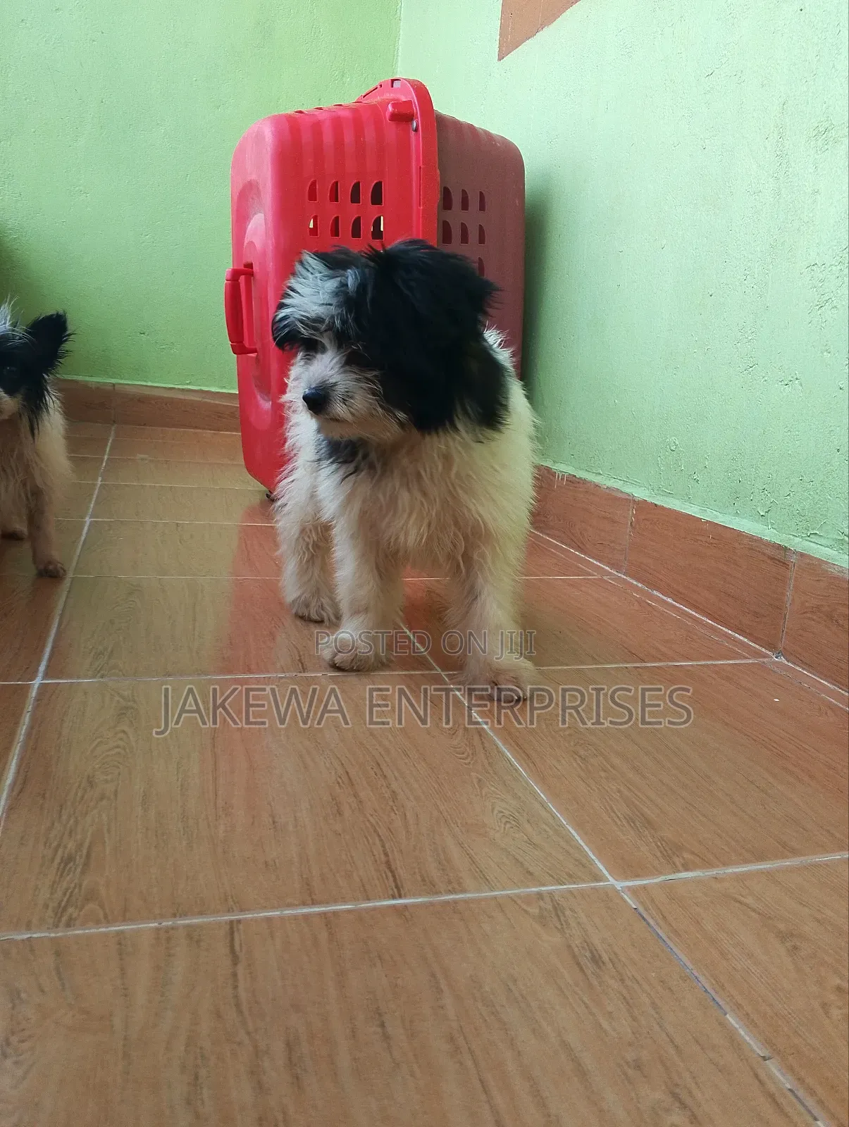 1-3 months Female Purebred Havanese