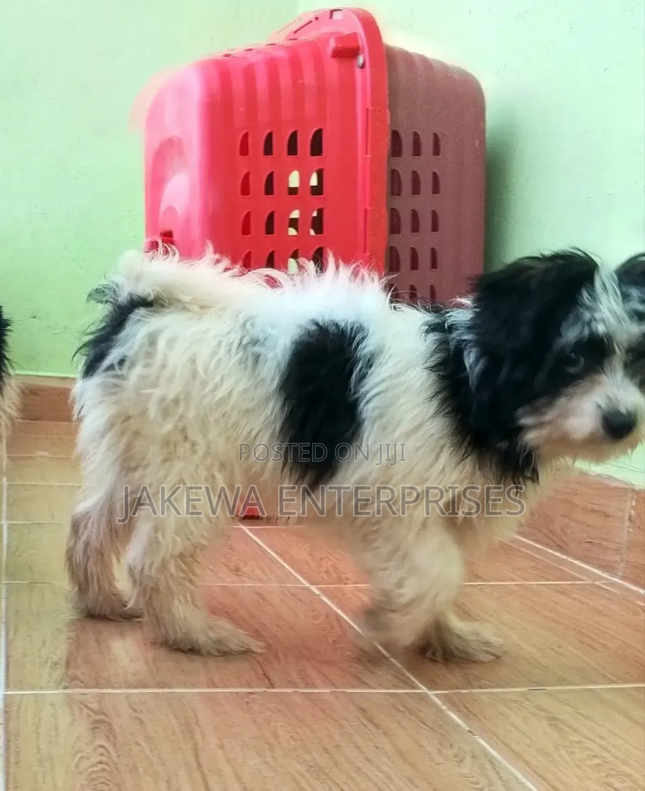 1-3 months Female Purebred Havanese