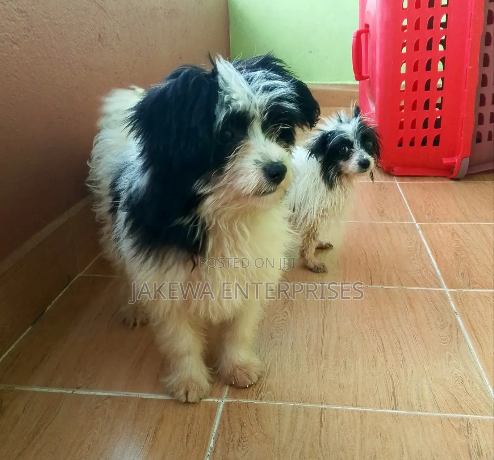 1-3 months Female Purebred Havanese