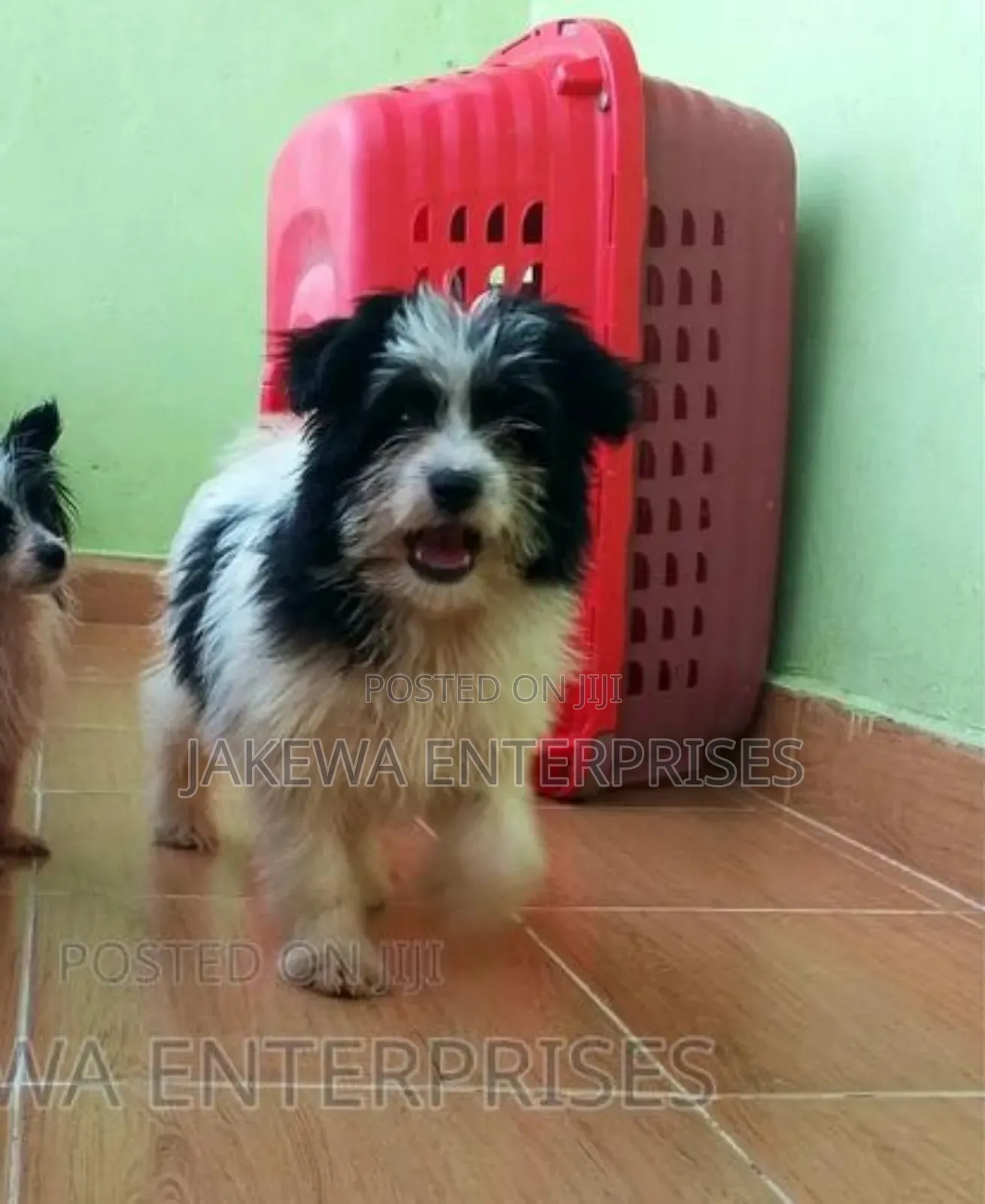 1-3 months Female Purebred Havanese