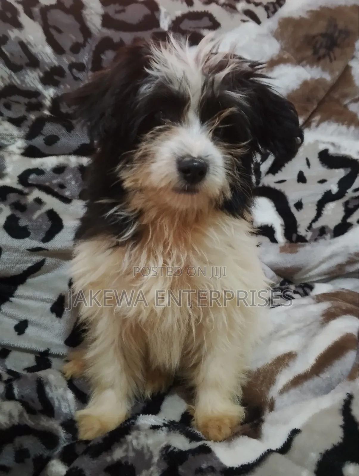 1-3 months Female Purebred Havanese