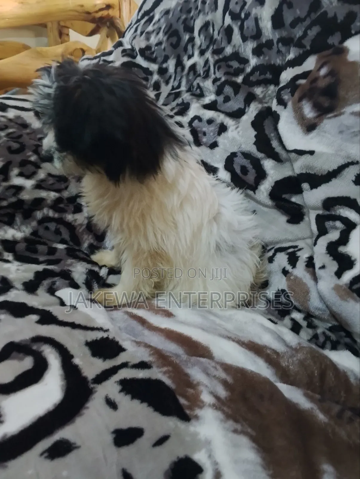 1-3 months Female Purebred Havanese
