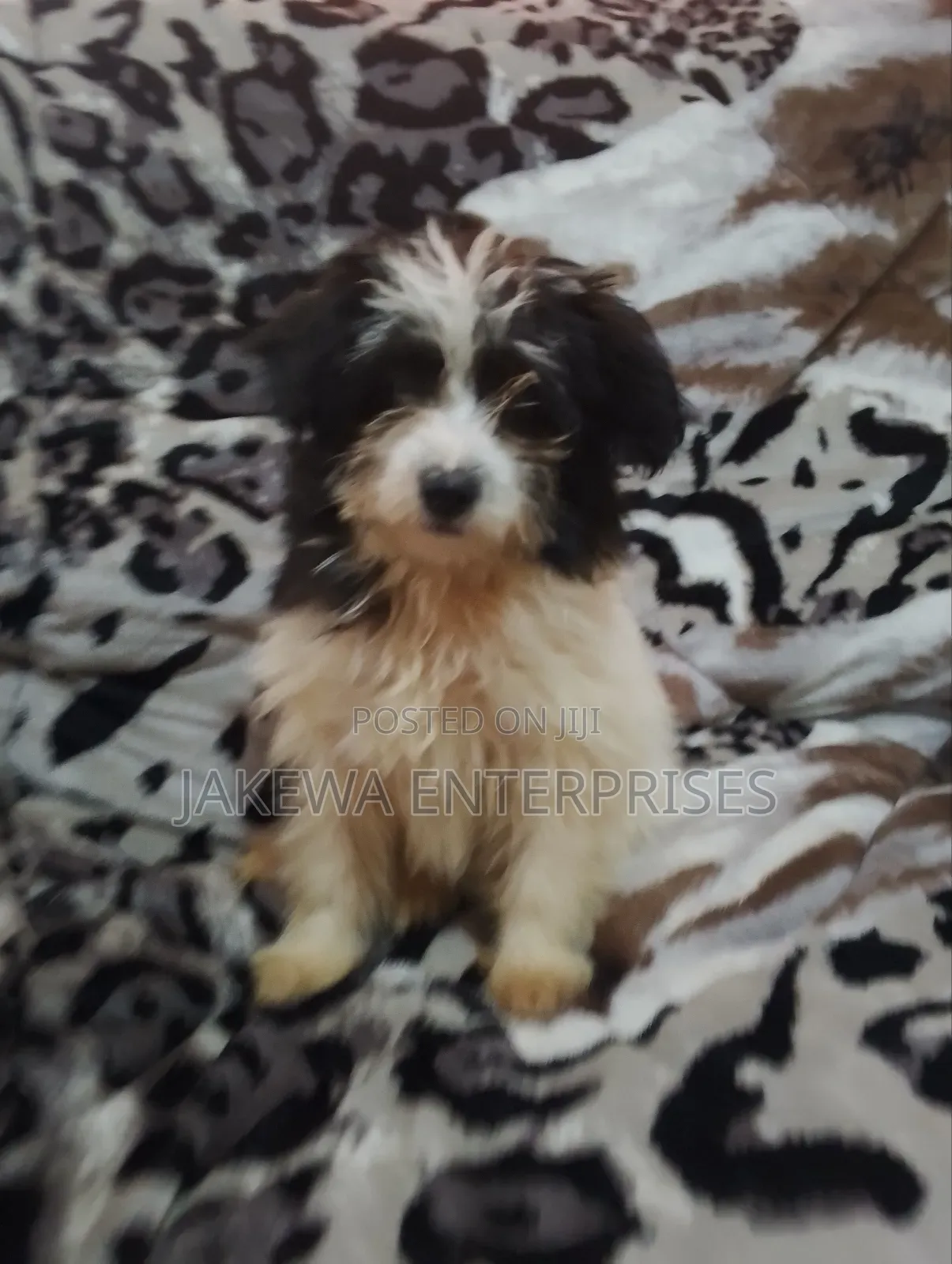1-3 months Female Purebred Havanese