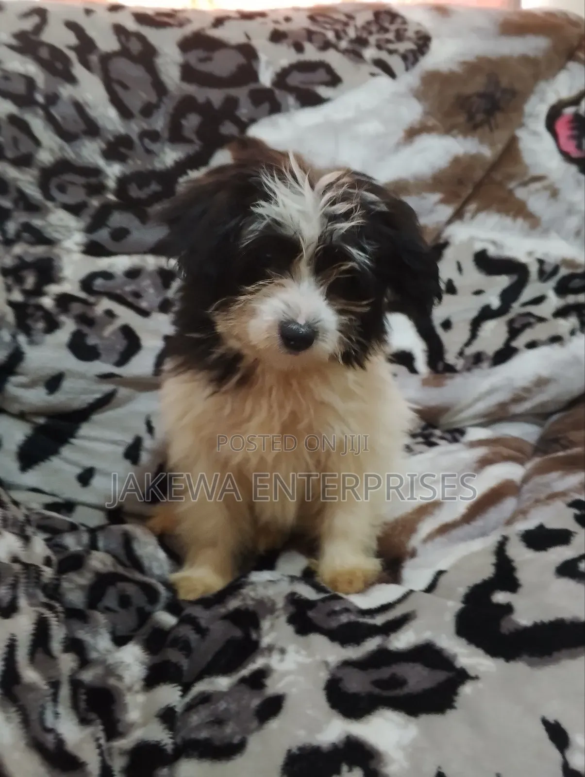 1-3 months Female Purebred Havanese