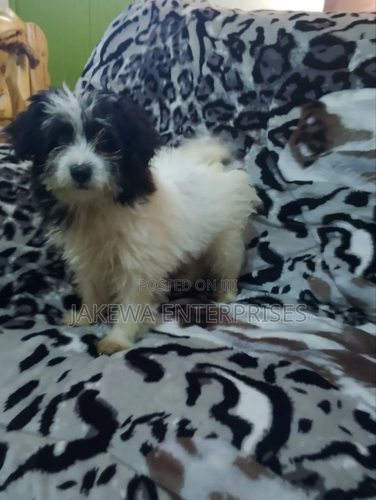 1-3 months Female Purebred Havanese