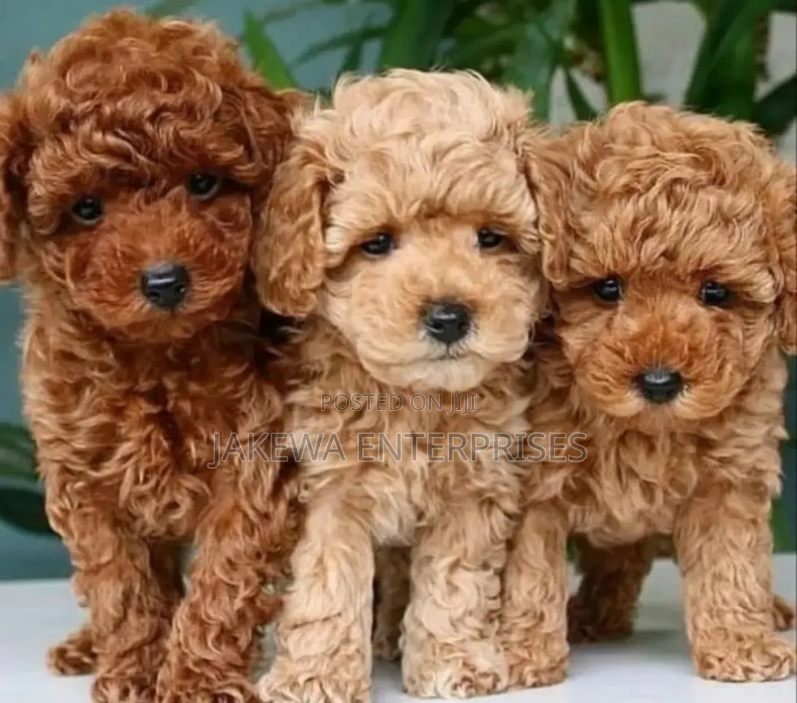 1-3 months Female Purebred Poodle