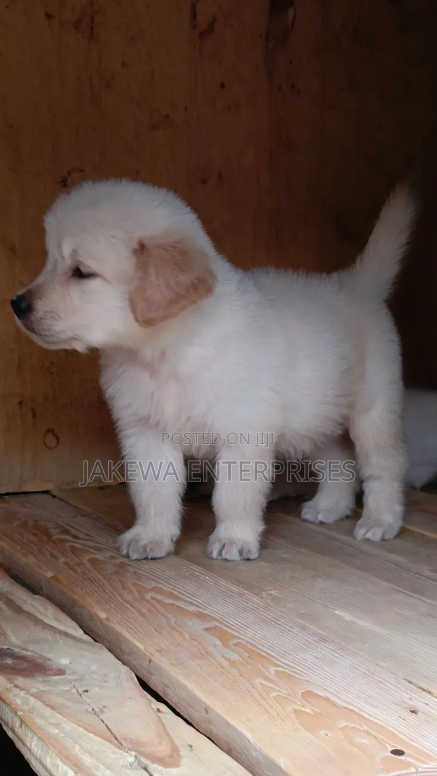 1-3 months Female Purebred Golden Retriever