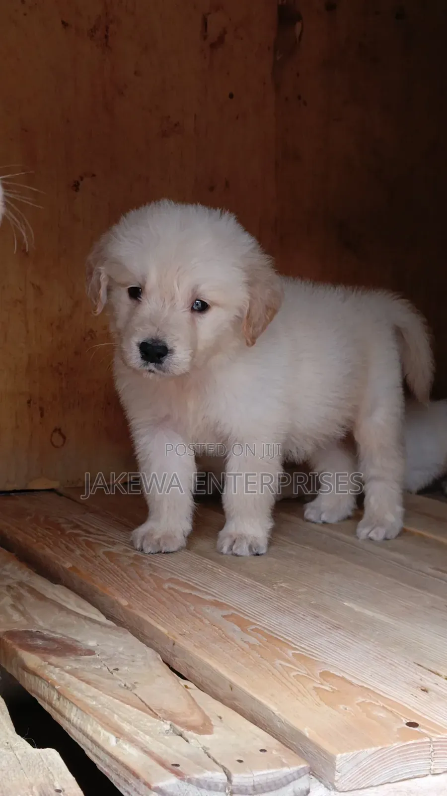 1-3 months Female Purebred Golden Retriever