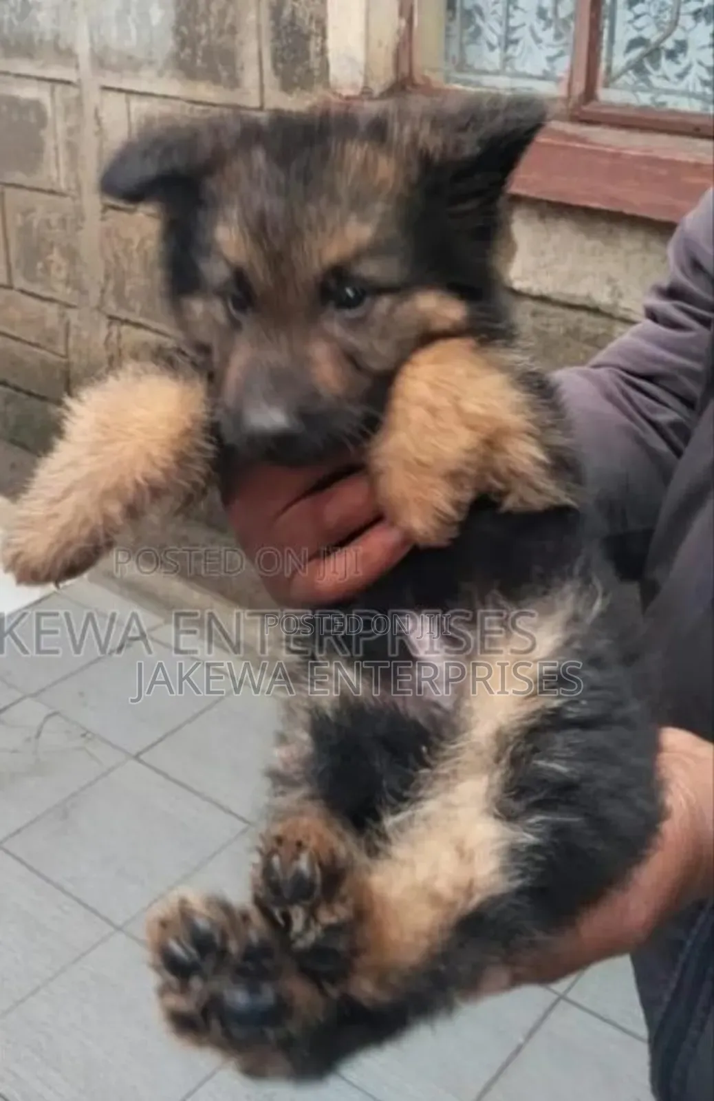 1-3 months Female Purebred German Shepherd