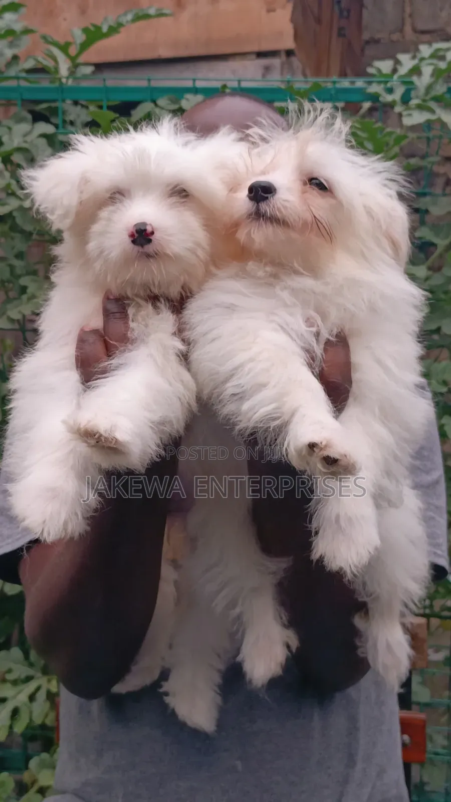 1-3 months Female Purebred Havanese