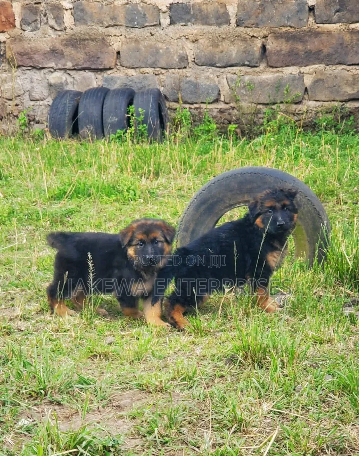 1-3 months Female Purebred German Shepherd
