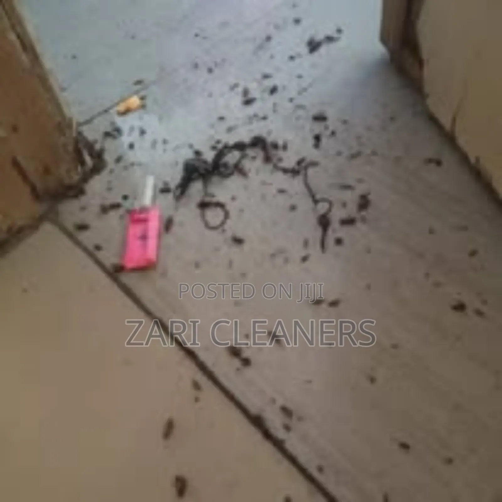 Stubborn Pests Fumigation and Pest Control Technician