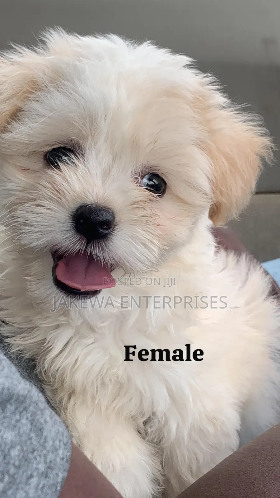 1-3 months Female Purebred Havanese