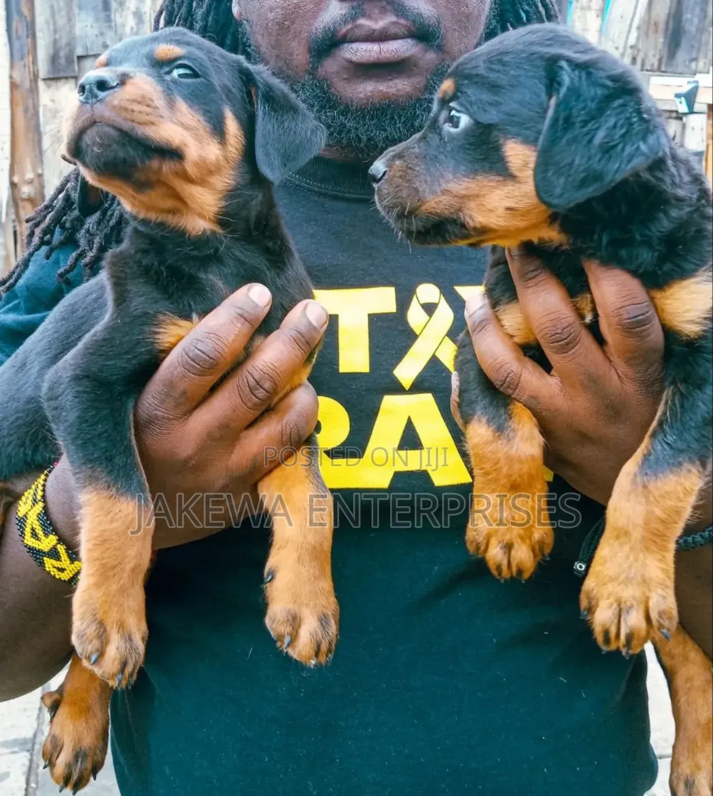 1-3 months Male Purebred Rottweiler