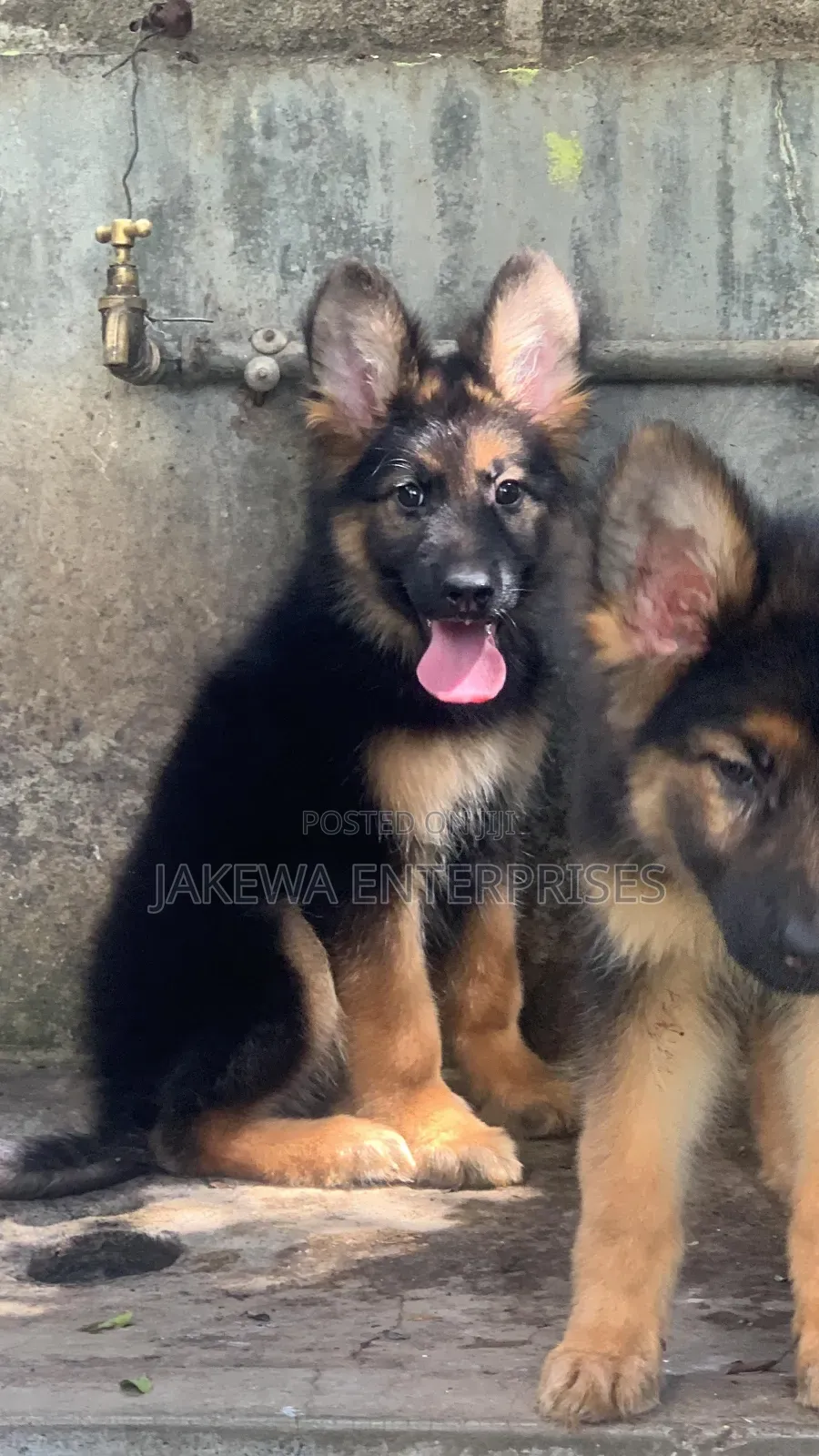 1-3 months Female Purebred German Shepherd