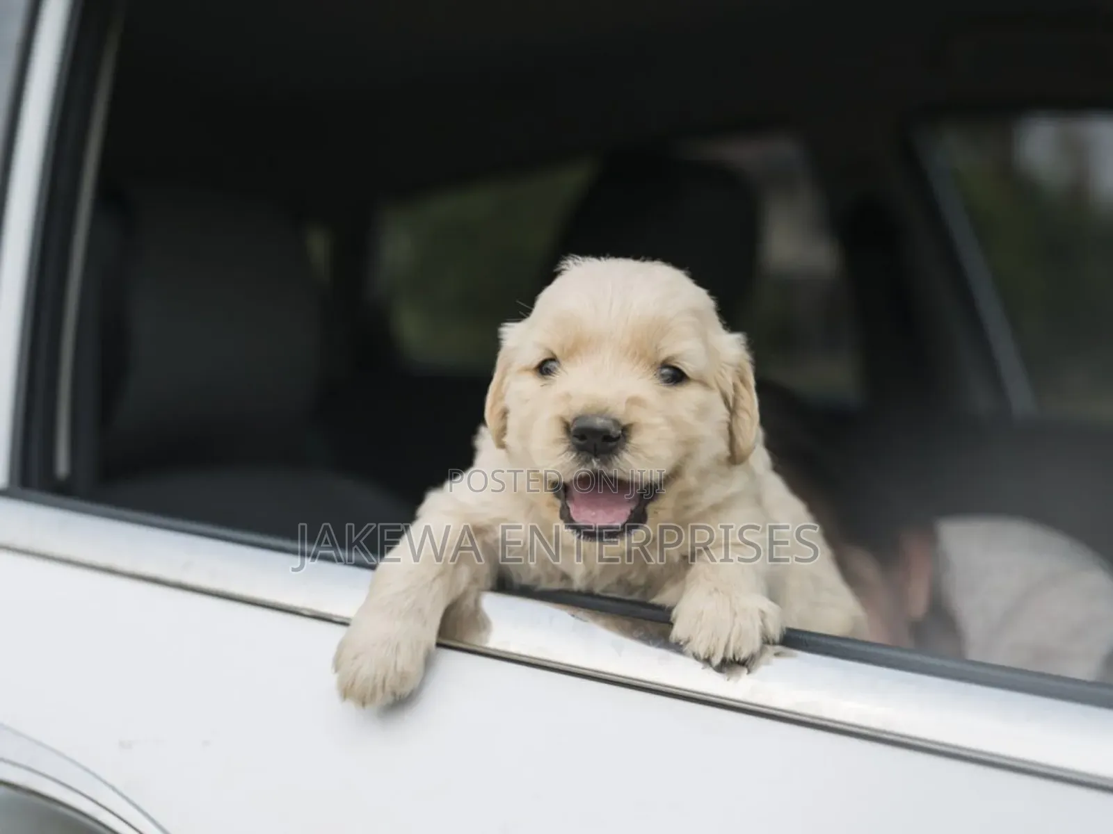 1-3 months Male Purebred Golden Retriever
