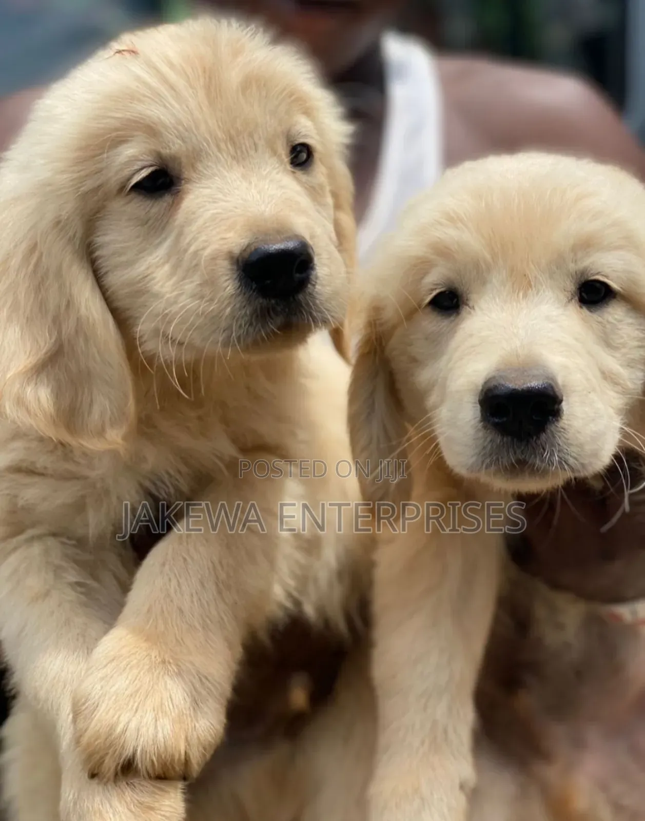 1-3 months Male Purebred Golden Retriever
