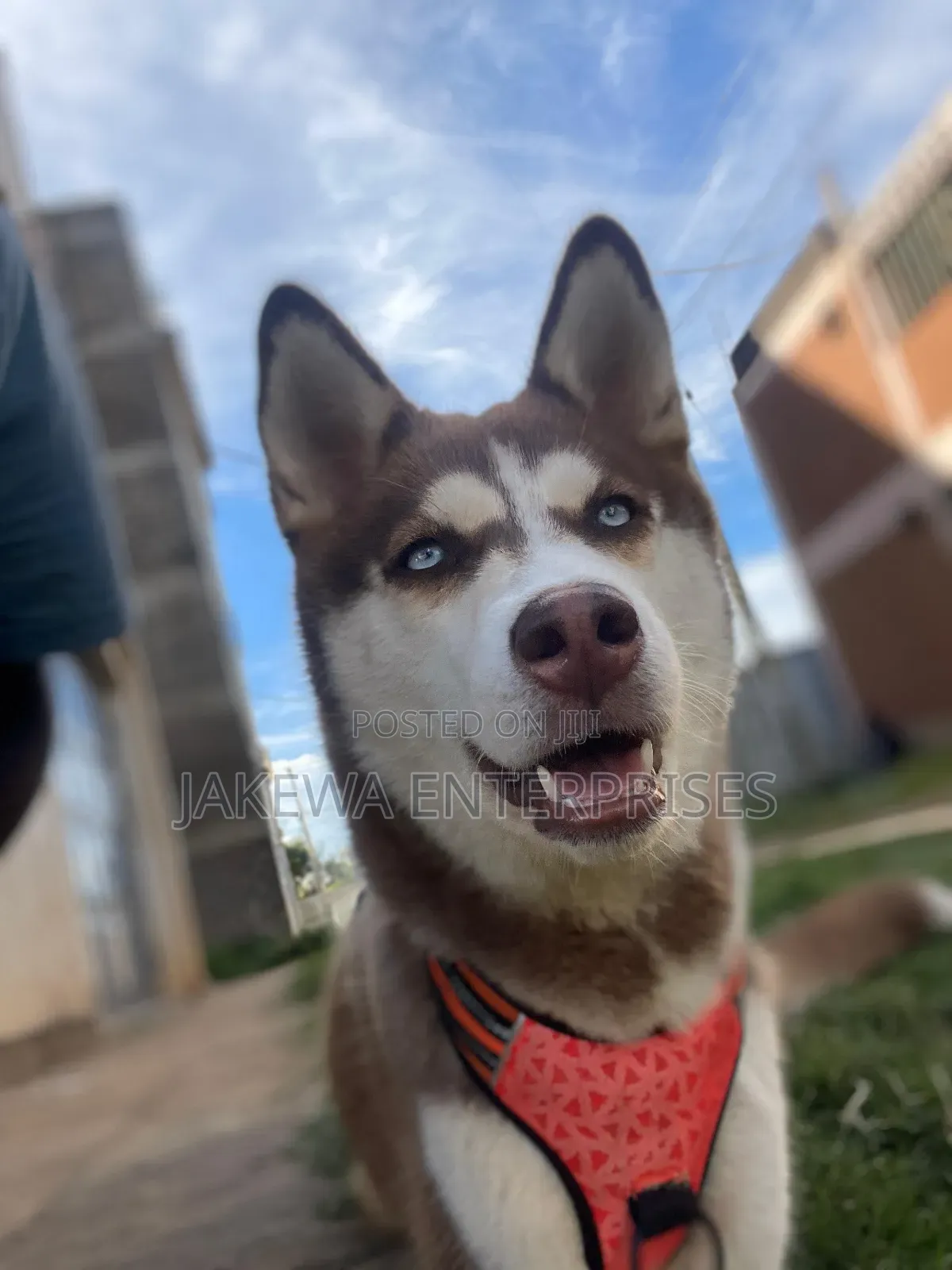 1+ year Female Purebred Siberian Husky