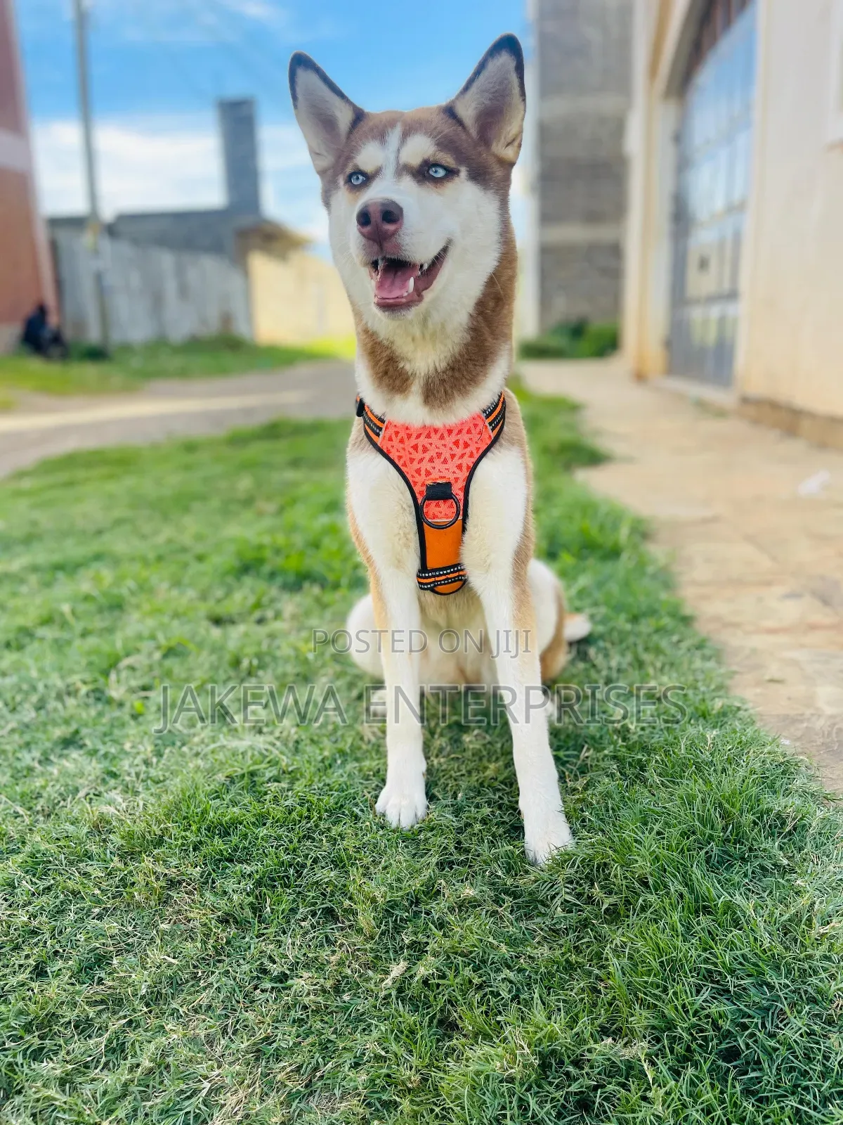 1+ year Female Purebred Siberian Husky