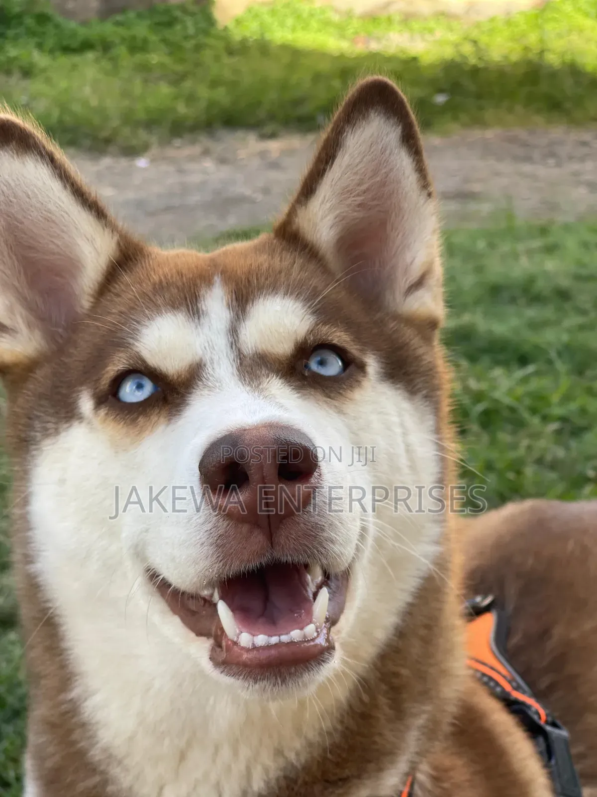 1+ year Female Purebred Siberian Husky