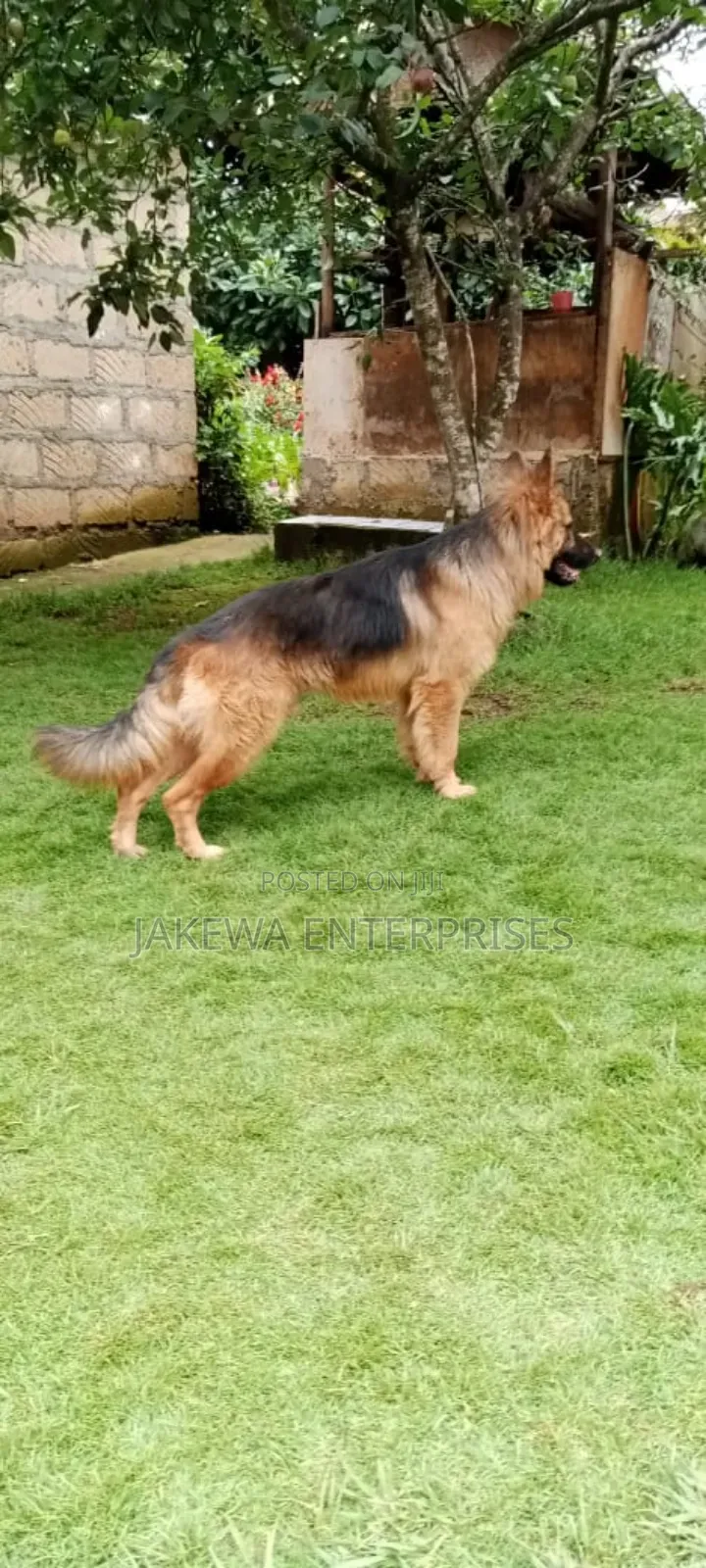 1+ year Male Purebred German Shepherd