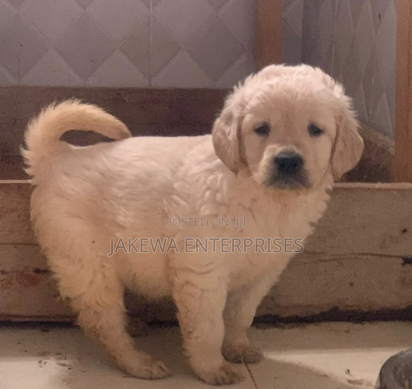 1-3 months Male Purebred Golden Retriever