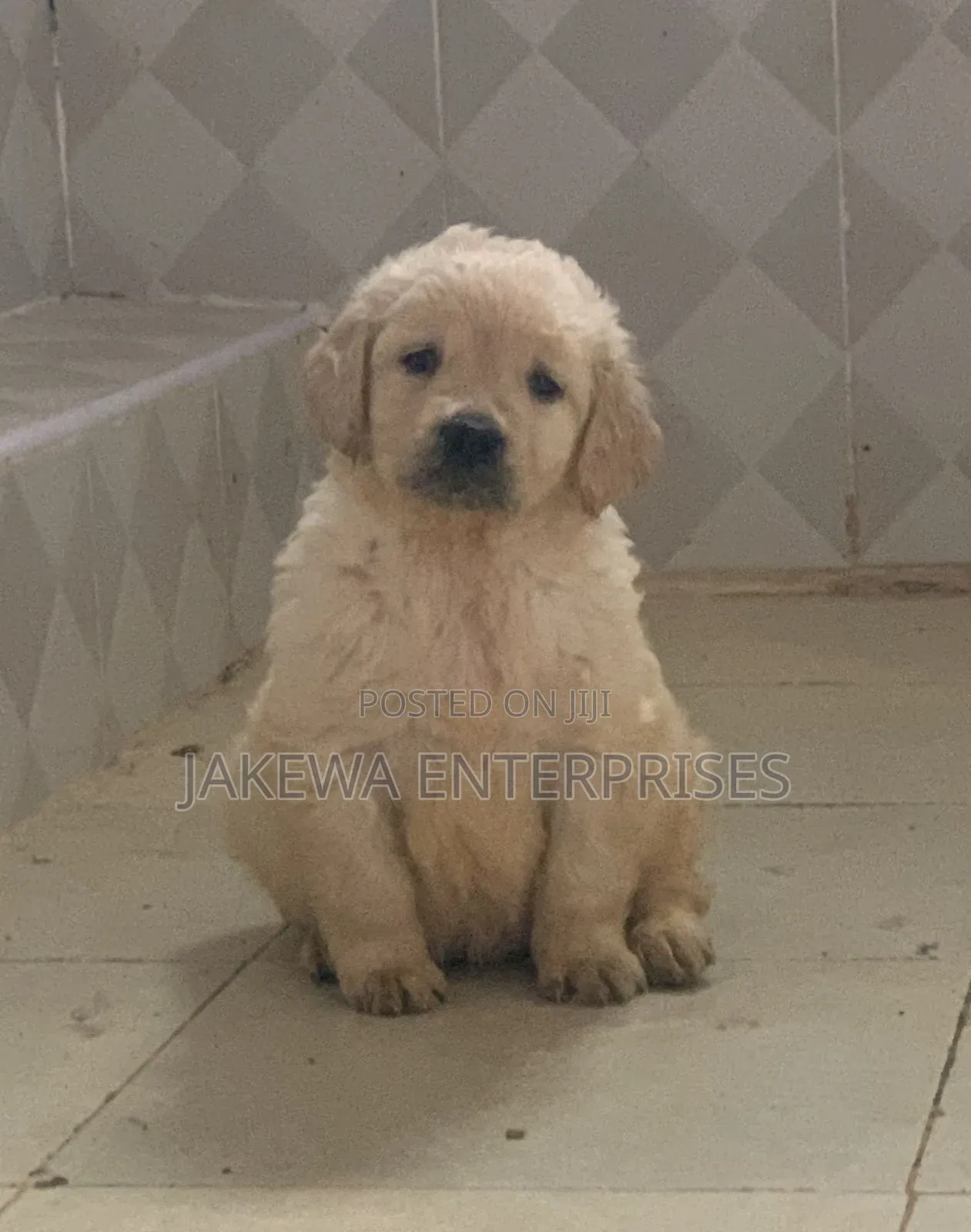 1-3 months Male Purebred Golden Retriever