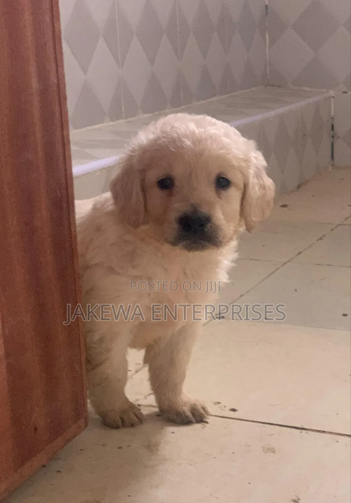 1-3 months Female Purebred Golden Retriever