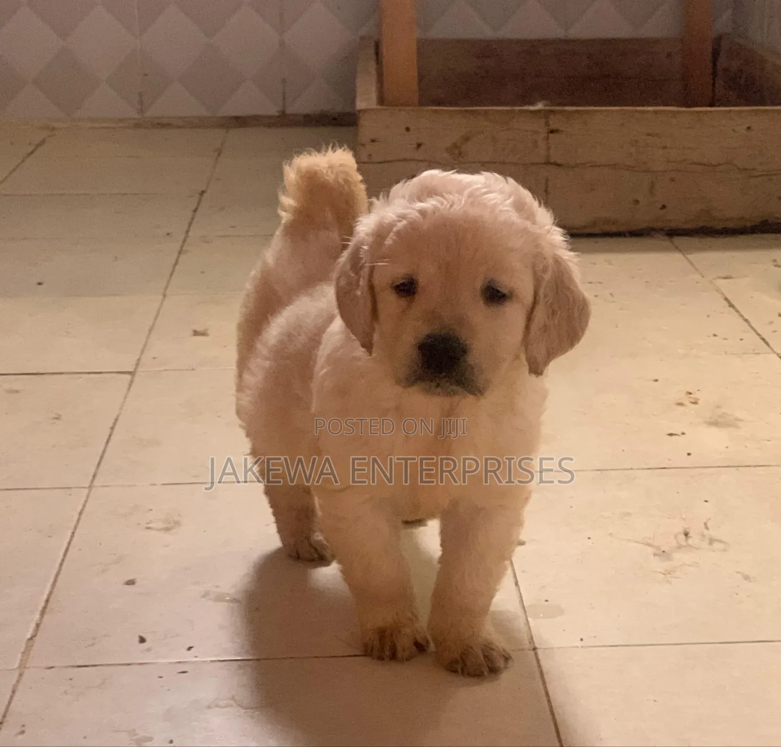 1-3 months Male Purebred Golden Retriever
