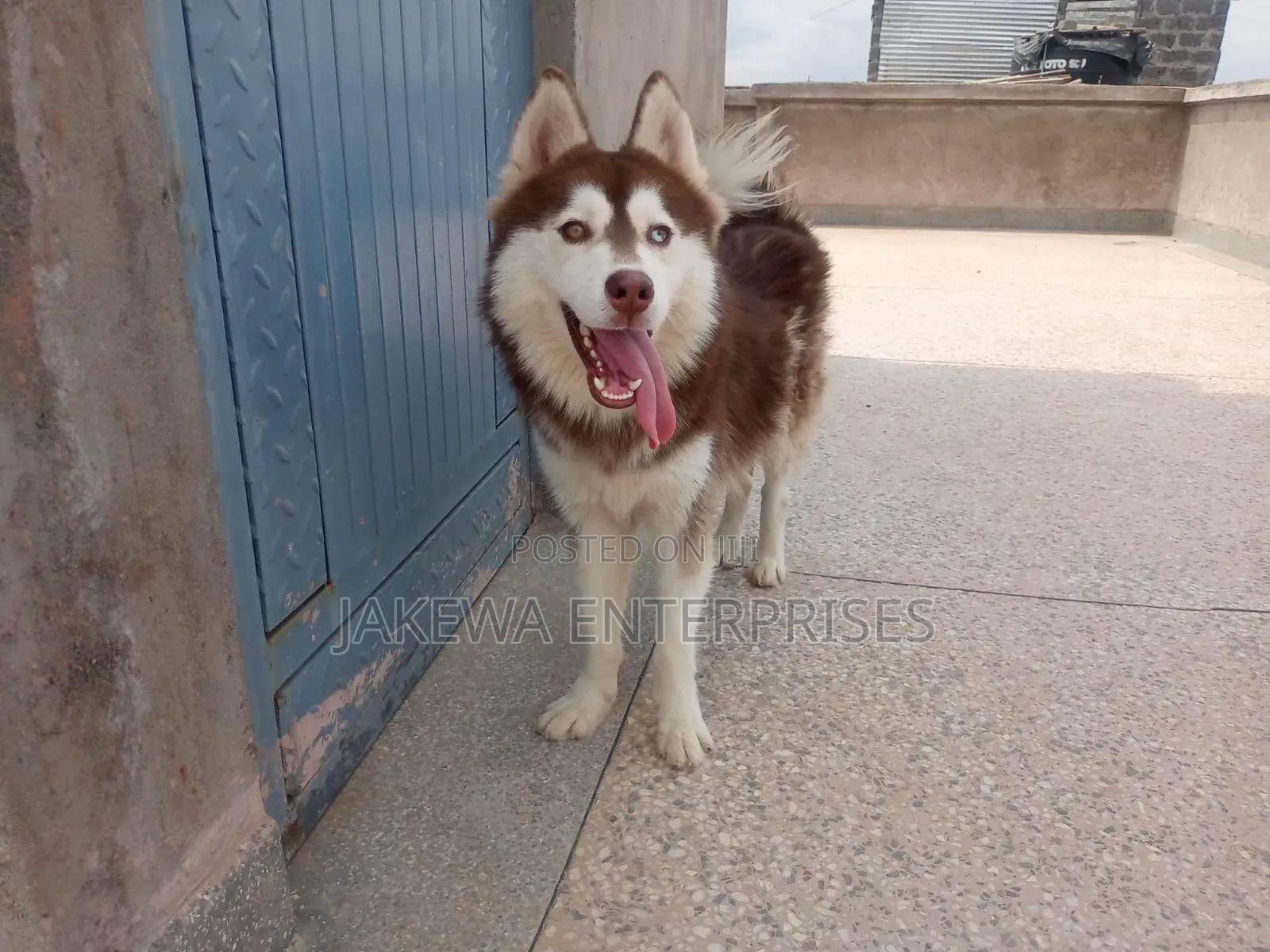 1+ year Male Purebred Siberian Husky