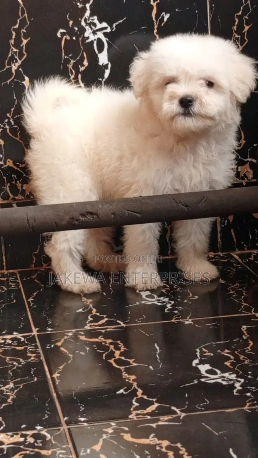 1-3 months Male Purebred Havanese