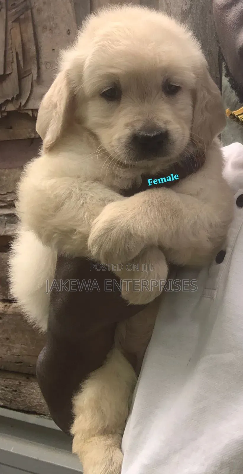 1-3 months Female Purebred Golden Retriever
