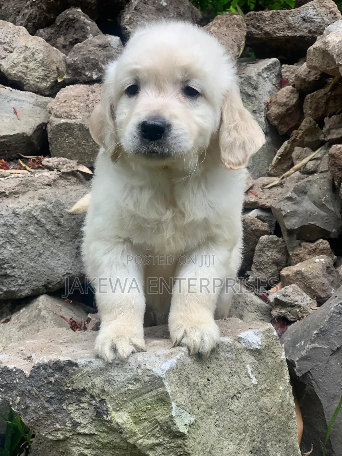 1-3 months Male Purebred Golden Retriever
