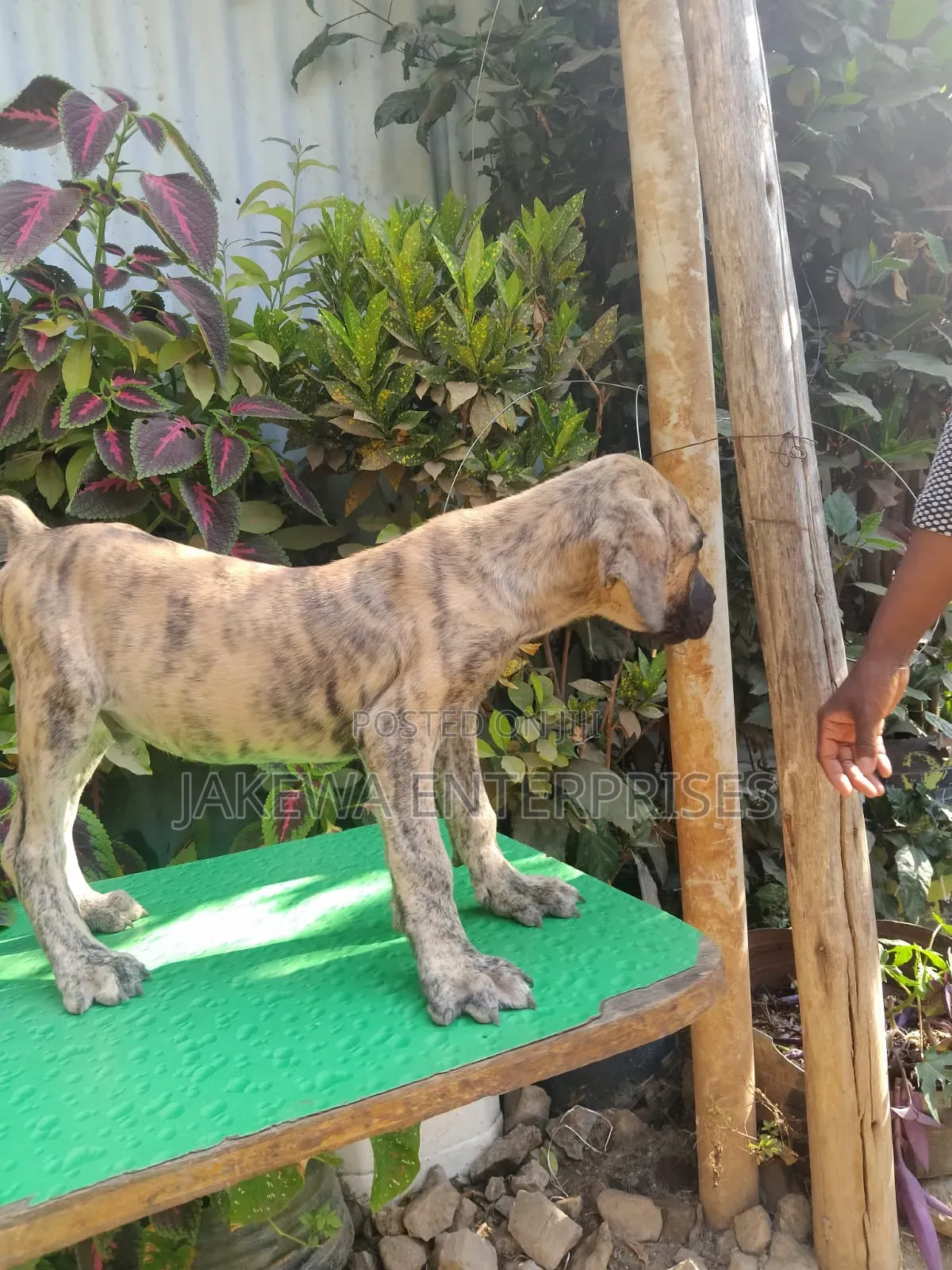 1-3 months Male Purebred Boerboel