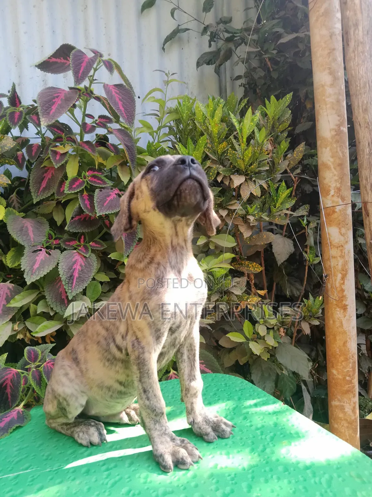 1-3 months Male Purebred Boerboel