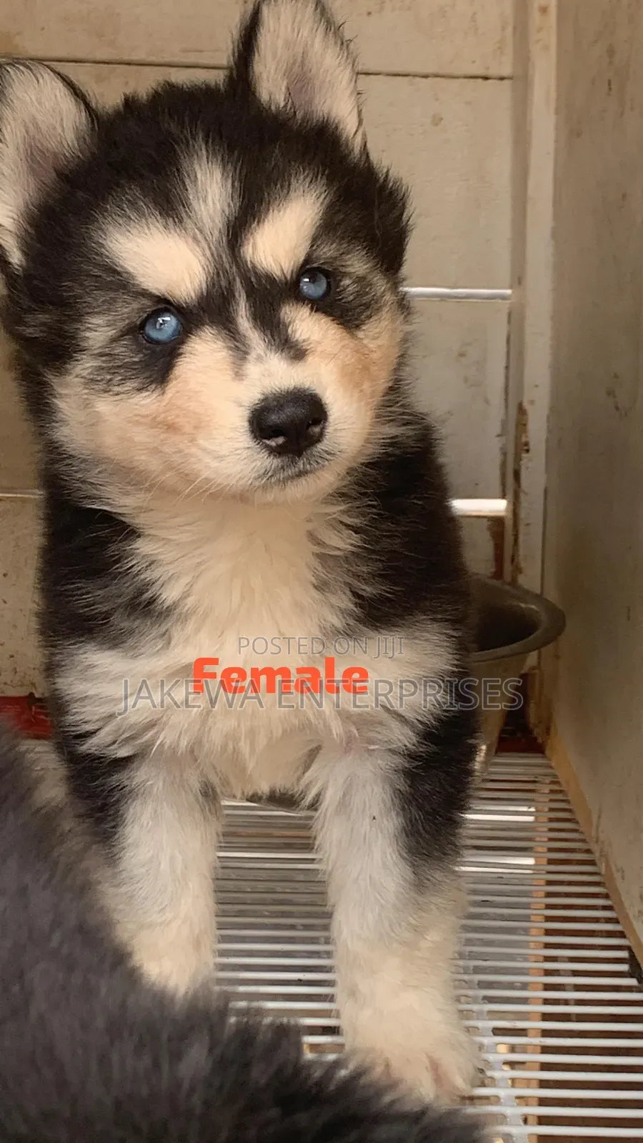 1-3 months Female Purebred Siberian Husky