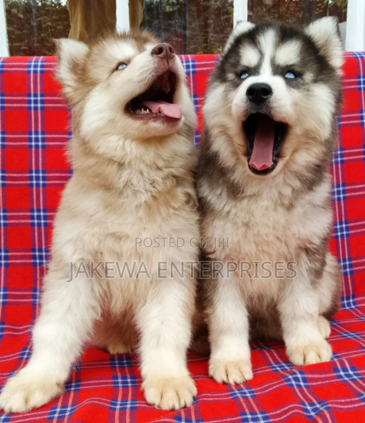1-3 months Male Purebred Siberian Husky
