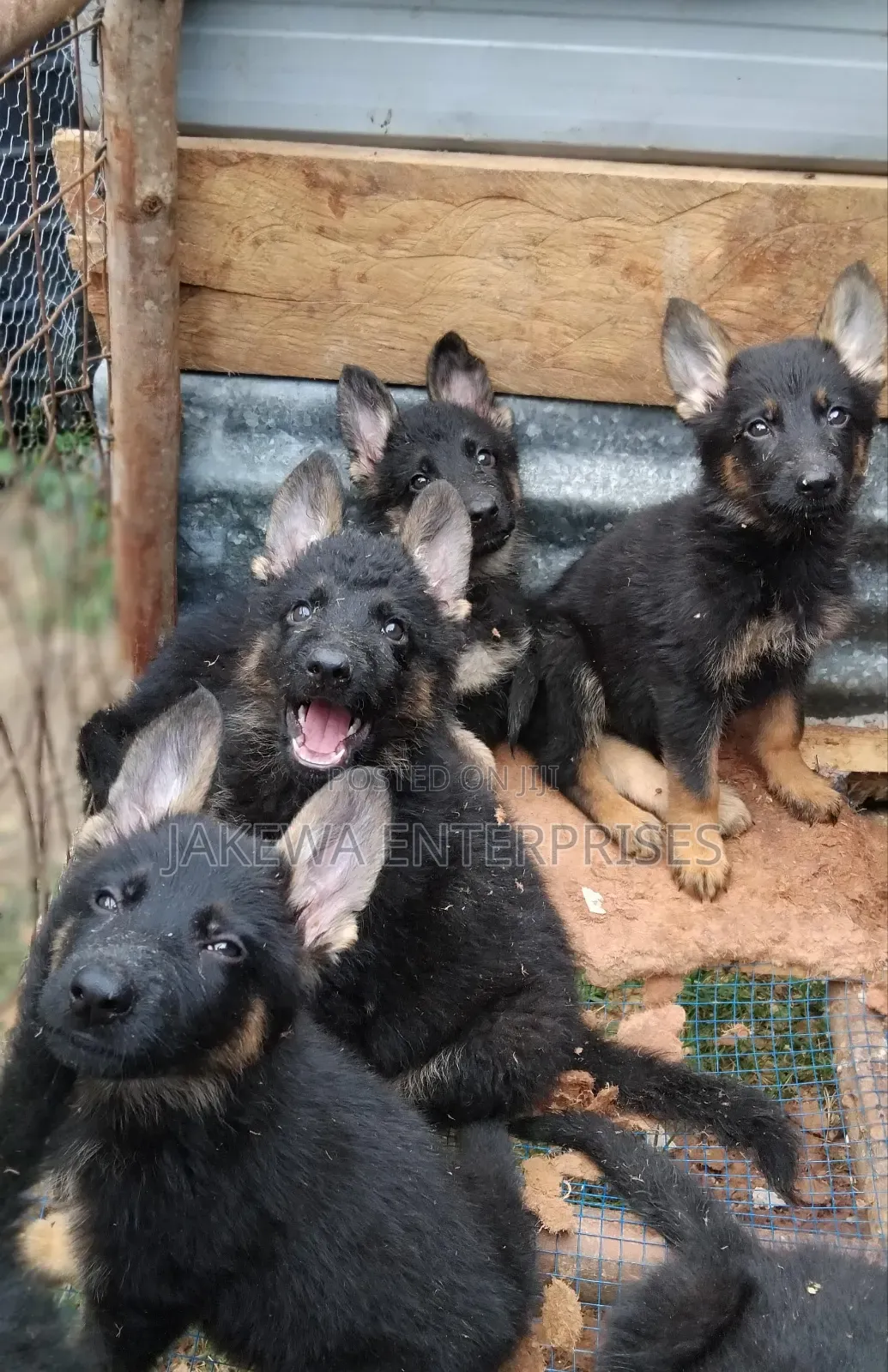 1-3 months Male Purebred German Shepherd