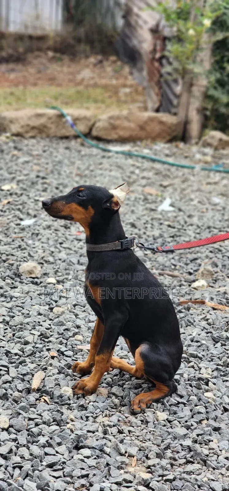 3-6 months Female Purebred Doberman Pinscher